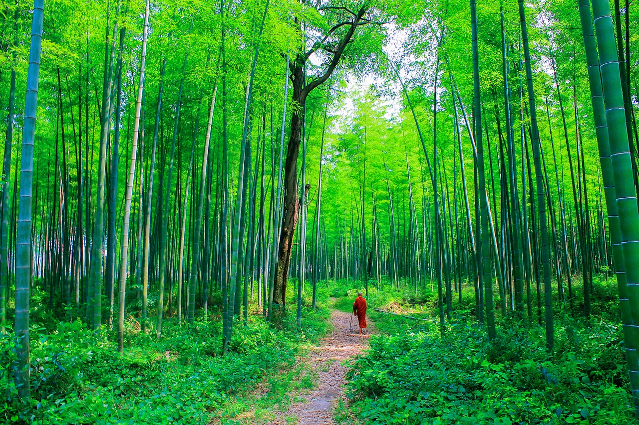 Teravada Budizmo, Vienuolis Bambuko Miške, Vienuolis Gamtoje, Bambuko Miškas, Bambukas, Vienuolis, Natūralus, Gamta, Bhikkhu, Budizmas