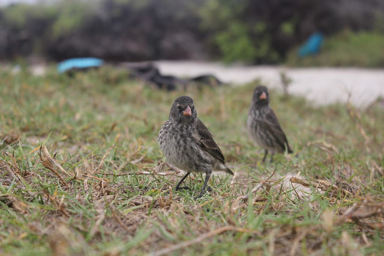 Darwin Finch, Paukštis, Žvirbliai, Perspektyva, Uždaryti, Gamta, Saldus, Nemokamos Nuotraukos,  Nemokama Licenzija