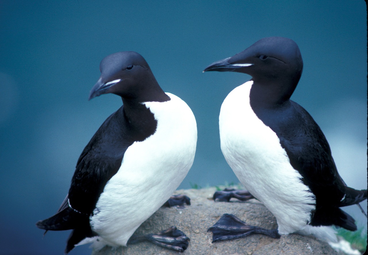 Stori Lakštiniai Murres, Paukščiai, Jūros Paukštis, Uria, Gamta, Alaska, Sala, Kranto, Nemokamos Nuotraukos,  Nemokama Licenzija