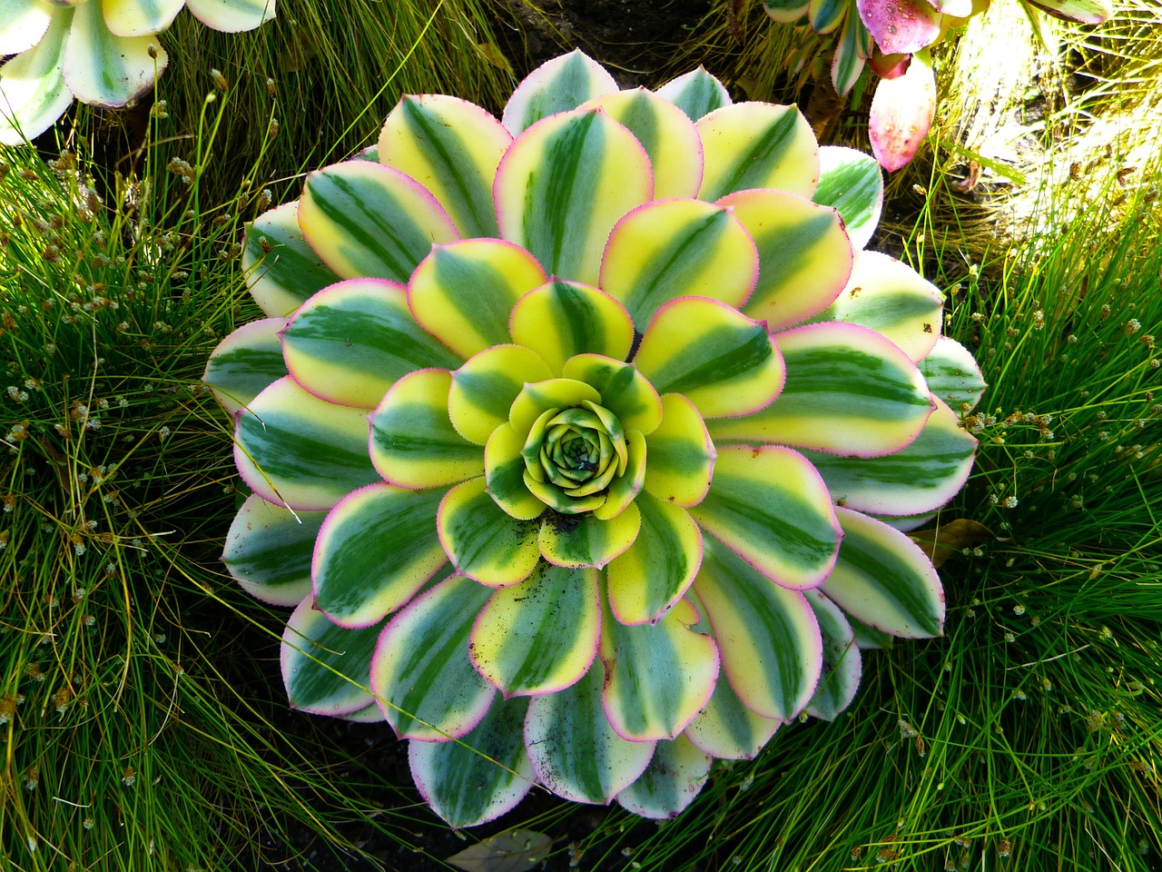 Storas Lakštinis Šiltnamio Efektas, Aeonium, Augalas, Rozetė, Aeonim Sunburst, Fettpflanze, Geltona, Žalias, Nemokamos Nuotraukos,  Nemokama Licenzija