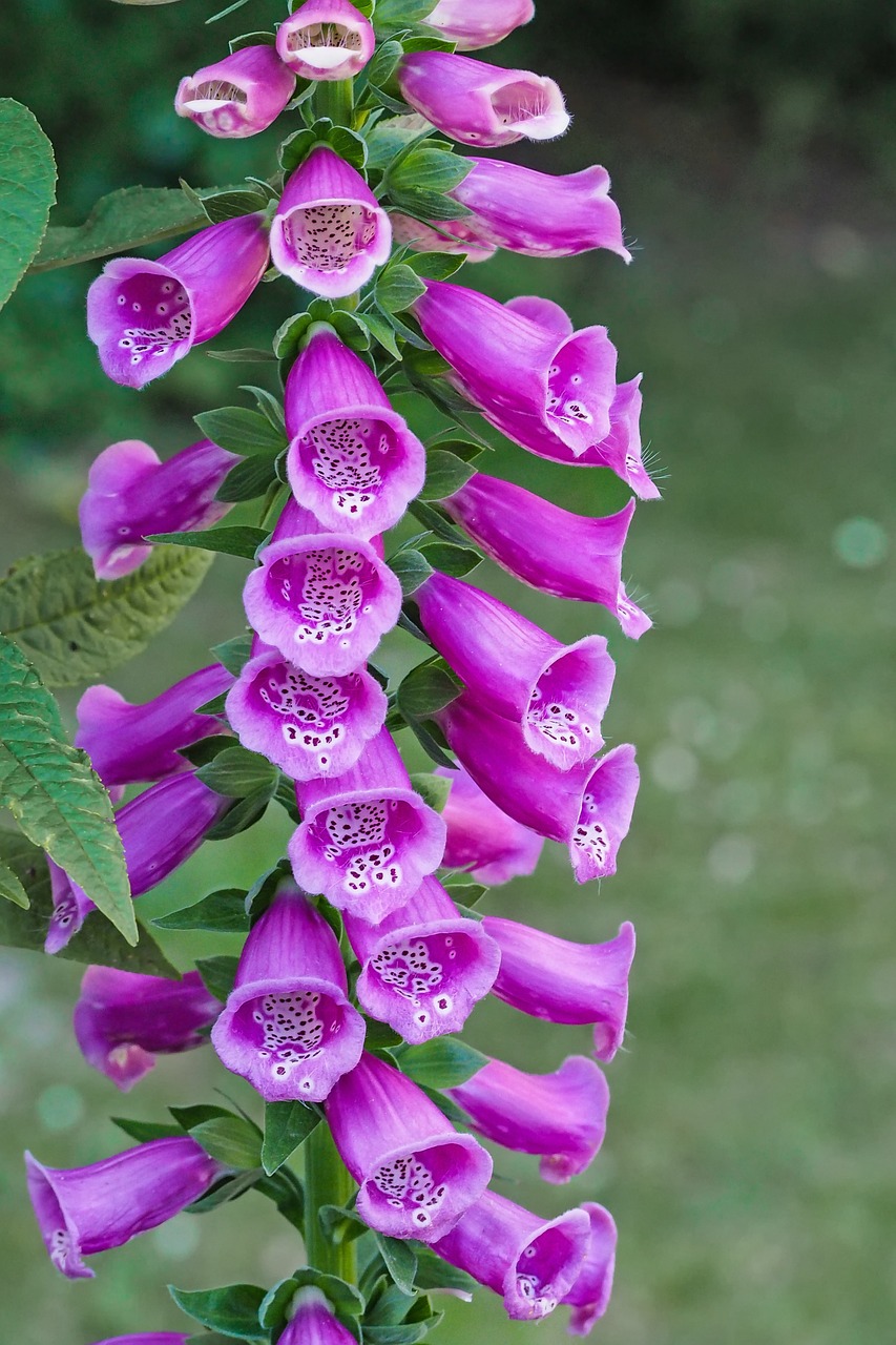 Antgalis, Paprastoji Drobė, Digitalis Purpurea, Cinquefoil, Lapės Žolelių, Bombastinė Žolė, Mūsų Brangios Moterys Pirštinės, Miško Varpai, Medžio Spaustuvas, Gėlė