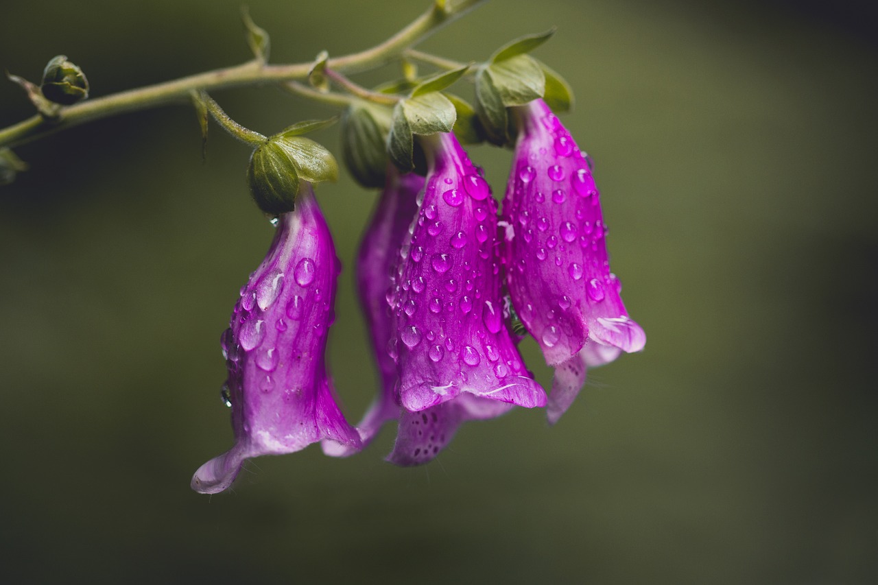 Antgalis, Gamta, Gėlė, Uždaryti, Gėlės, Nuodingas Augalas, Violetinė, Miškas, Laukinis Augalas, Dovanų Planavimas