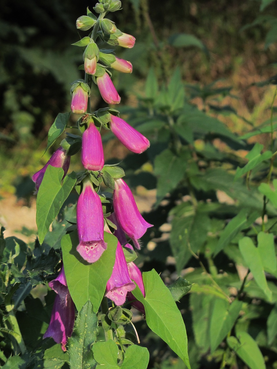 Antgalis, Augalas, Gėlė, Kabantis, Žiedas, Žydėti, Digitalis, Cinquefoil, Lapės Žolelių, Bombastinė Žolė