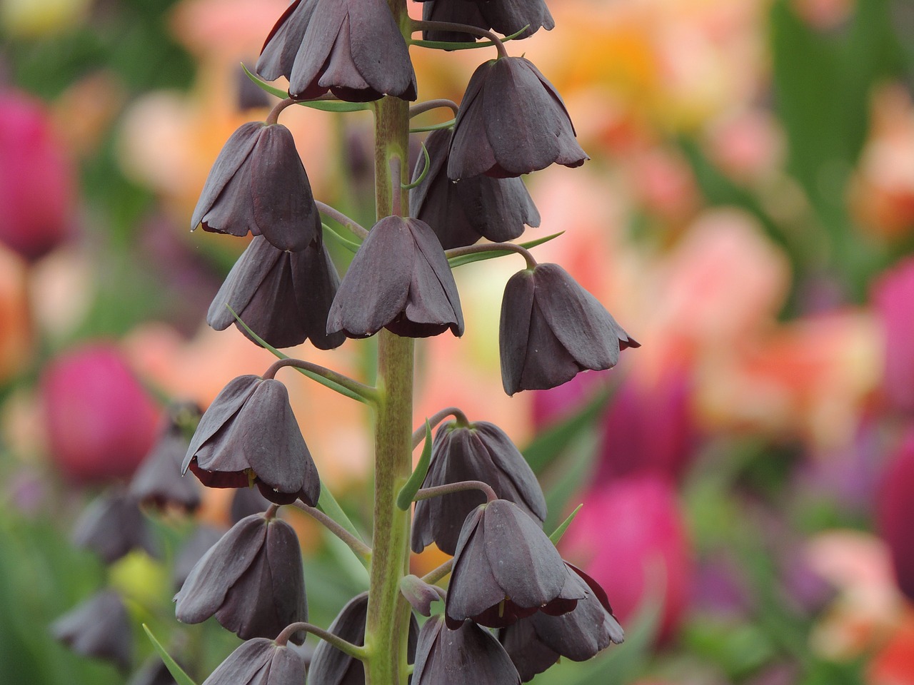 Antgalis, Digitalis Purpurea, Gėlė, Žiedas, Žydėti, Dovanų Planavimas, Toksiškas, Nemokamos Nuotraukos,  Nemokama Licenzija