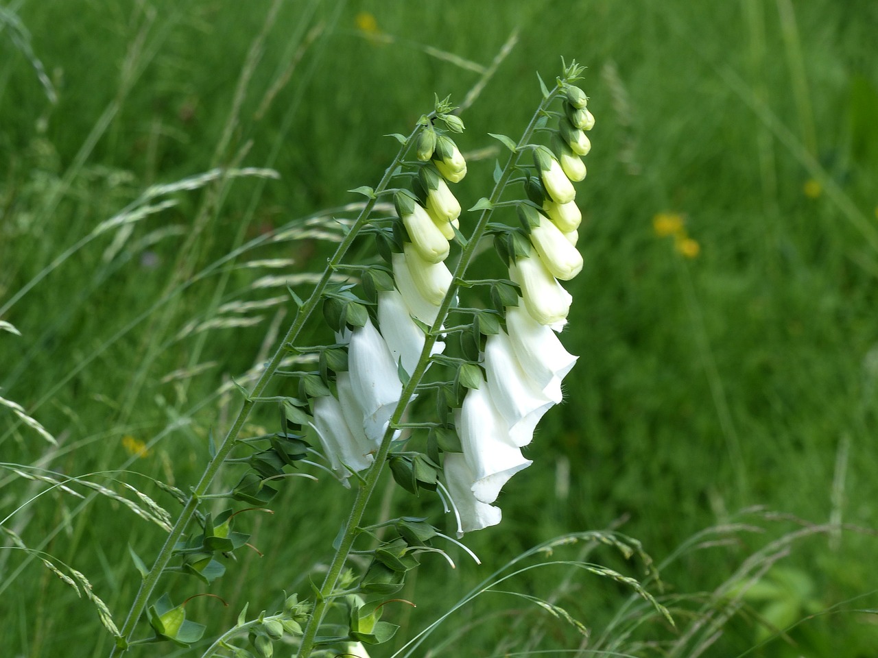 Antgalis, Digitalis Lutea, Balta, Gėlė, Sodas, Žiedas, Žydėti, Varpas, Toksiškas, Nemokamos Nuotraukos