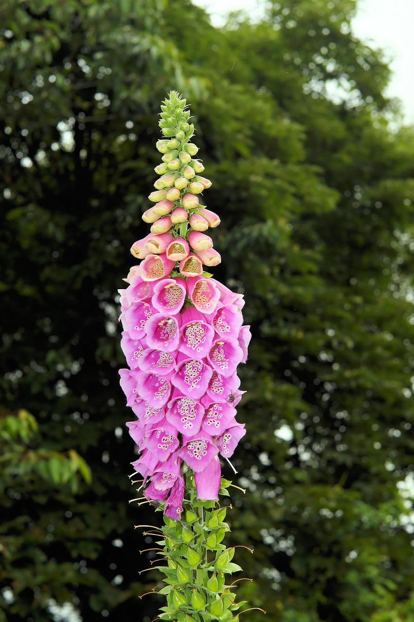 Antgalis, Žiedas, Žydėti, Digitalis Purpurea, Toksiškas, Spalvinga, Lamiaceae Geros, Grožis, Nemokamos Nuotraukos,  Nemokama Licenzija