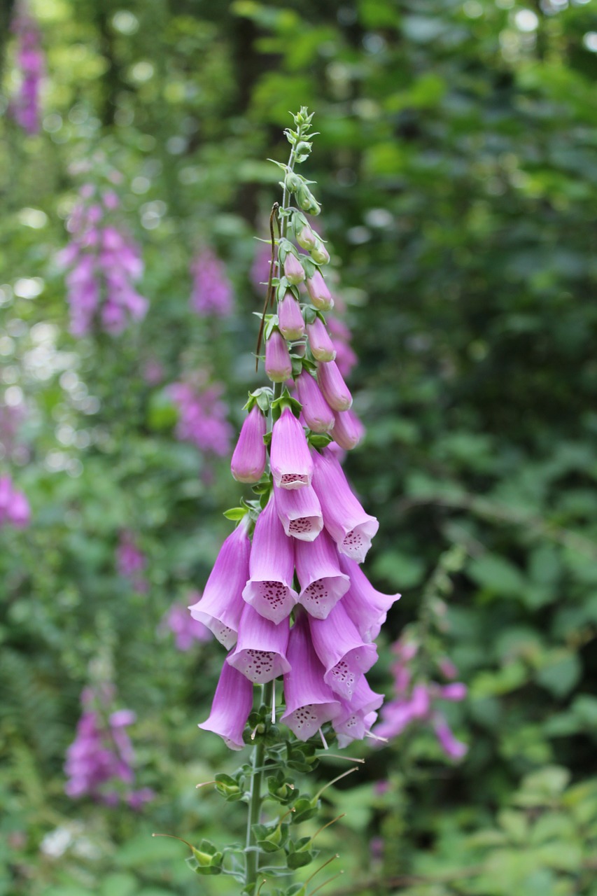 Antgalis, Violetinė, Gėlė, Miškas, Žiedas, Žydėti, Violetinė, Gamta, Toksiškas, Nemokamos Nuotraukos