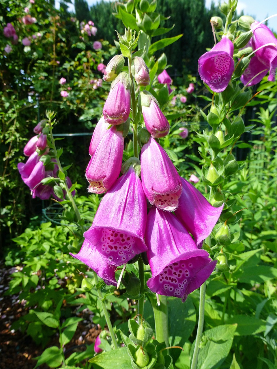 Antgalis, Digitalis Purpurea, Toksiškas, Paprastoji Drobė, Dovanų Planavimas, Rožinis, Grožis, Uždaryti, Nemokamos Nuotraukos,  Nemokama Licenzija