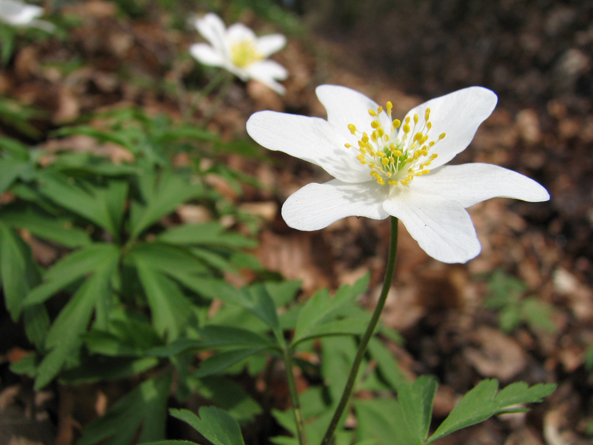 Gėlė,  Medis & Nbsp,  Anemonis,  Krūtinėlė,  Šešiakampis Žiedas, Nemokamos Nuotraukos,  Nemokama Licenzija