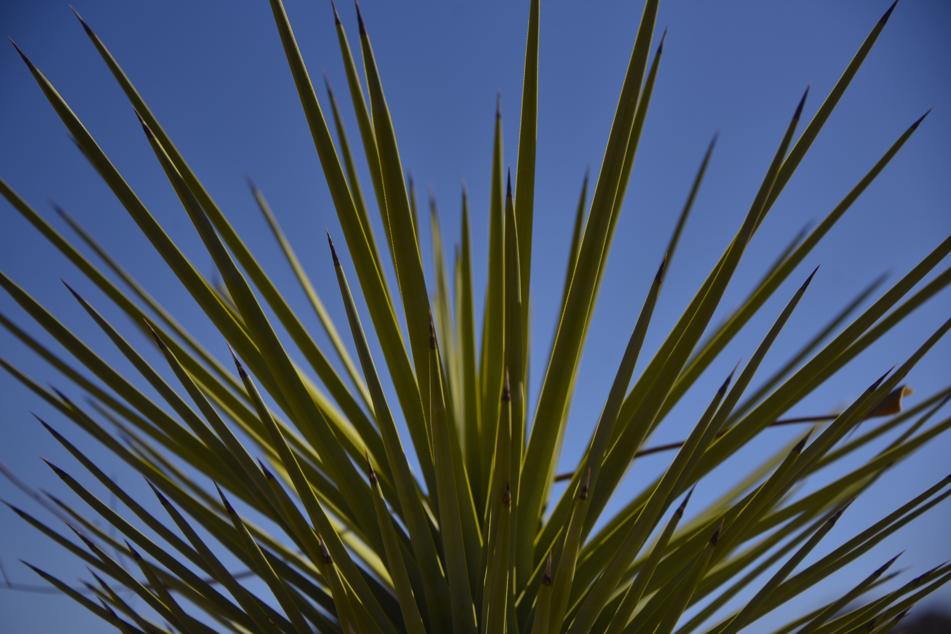 Yucca,  Adamo & Nbsp,  Adata,  Plonos Lapeliai,  Joshua & Nbsp,  Medis & Nbsp,  Nacionalinis & Nbsp,  Miškas,  Smailas,  Adata