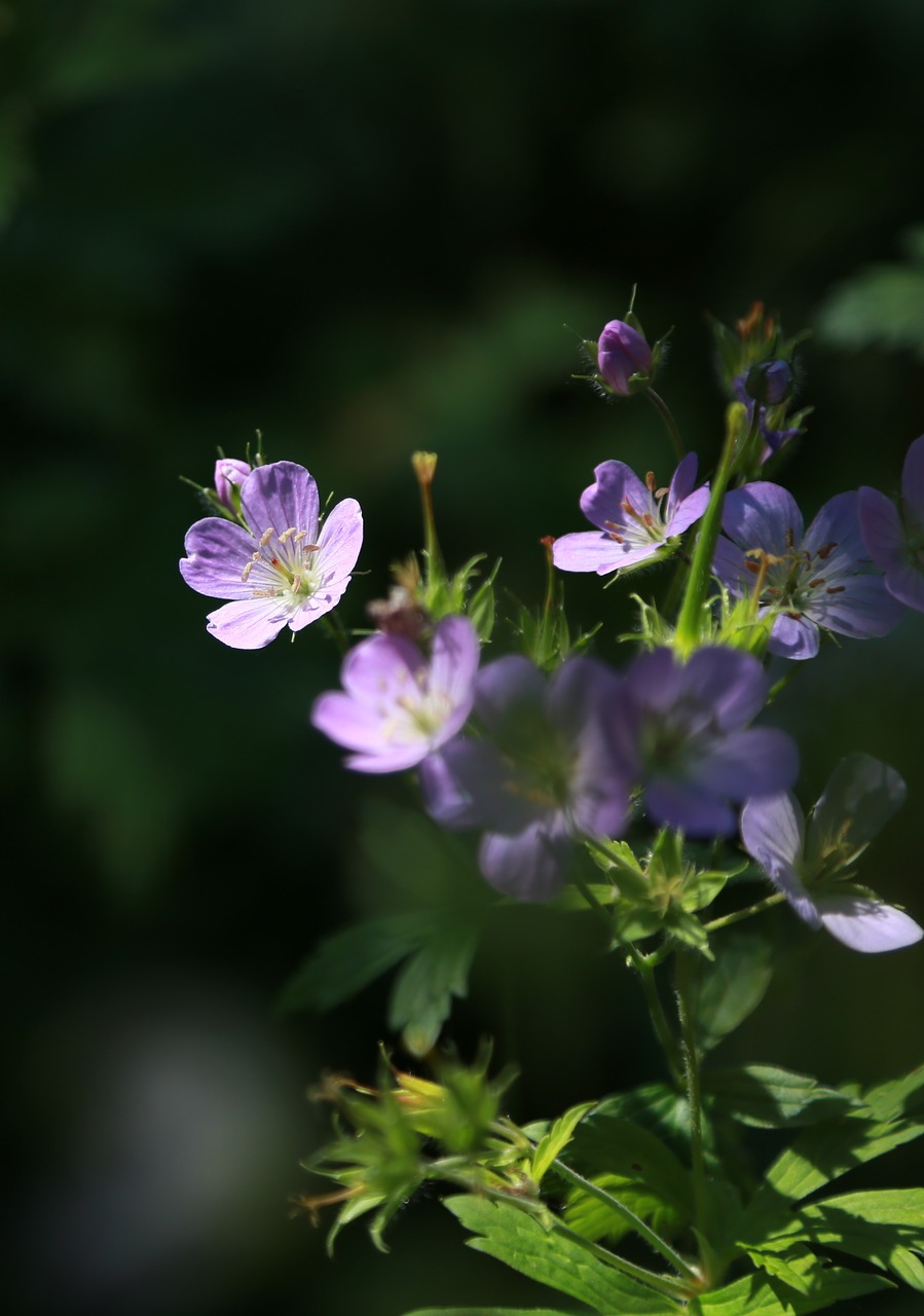 Tai Snapučių,  Žiurkės Sėklų Baseinas,  Wildflower,  Gėlės,  Pobūdį,  Laukiniai Augalai,  Štai,  Vaistiniai Augalai,  Pelargonija Sibiricum,  Pelargonija Thunbergii Siebold