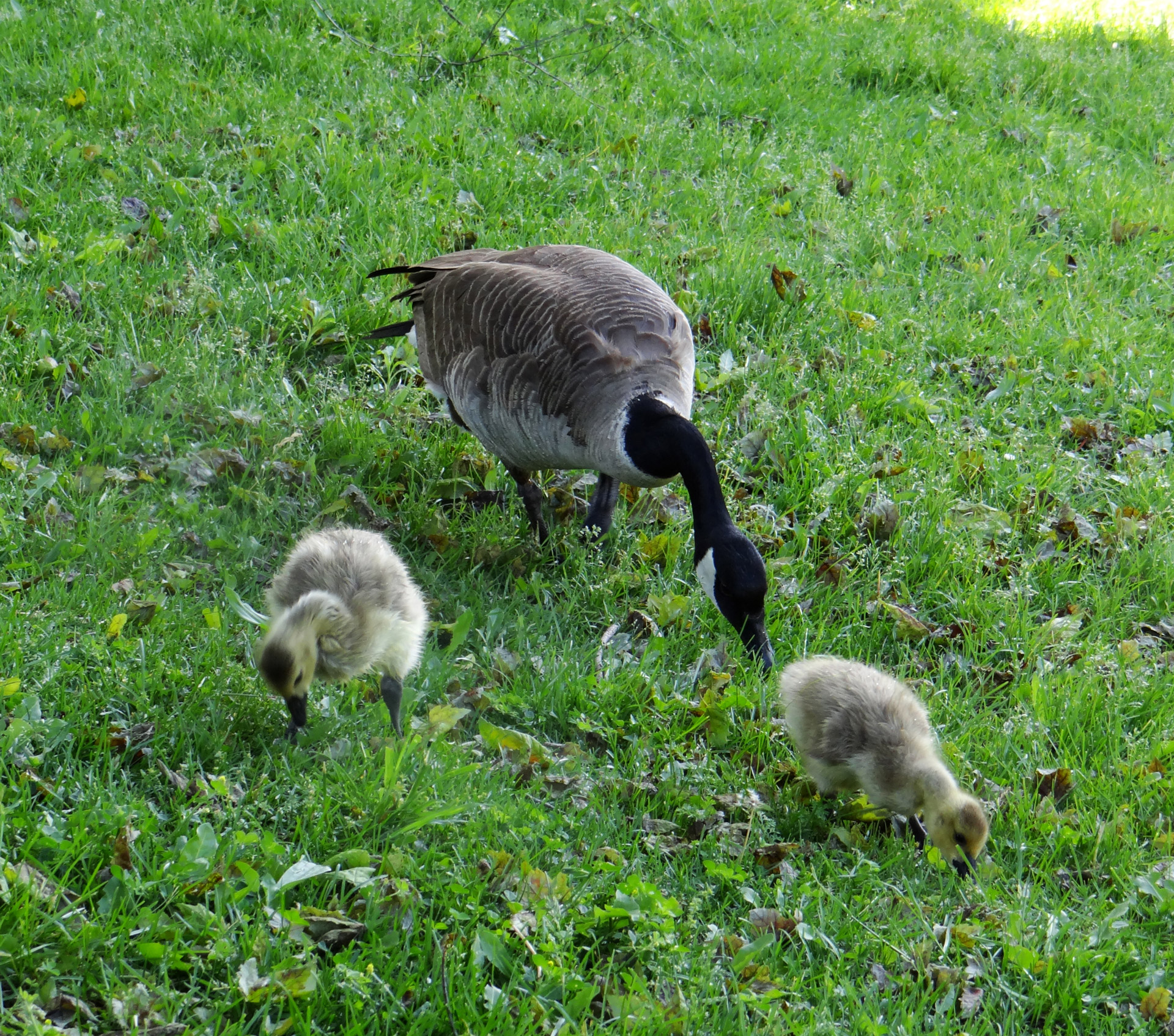 Žąsis,  Goslings,  Maistas,  Medžioti,  Gamta,  Gyvūnas,  Štai Kaip Mes Tai Darome, Nemokamos Nuotraukos,  Nemokama Licenzija