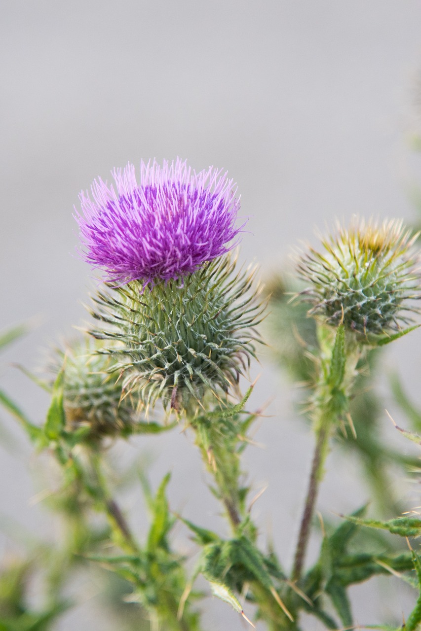 Drakonas, Gėlė, Violetinė, Natūralus, Nemokamos Nuotraukos,  Nemokama Licenzija