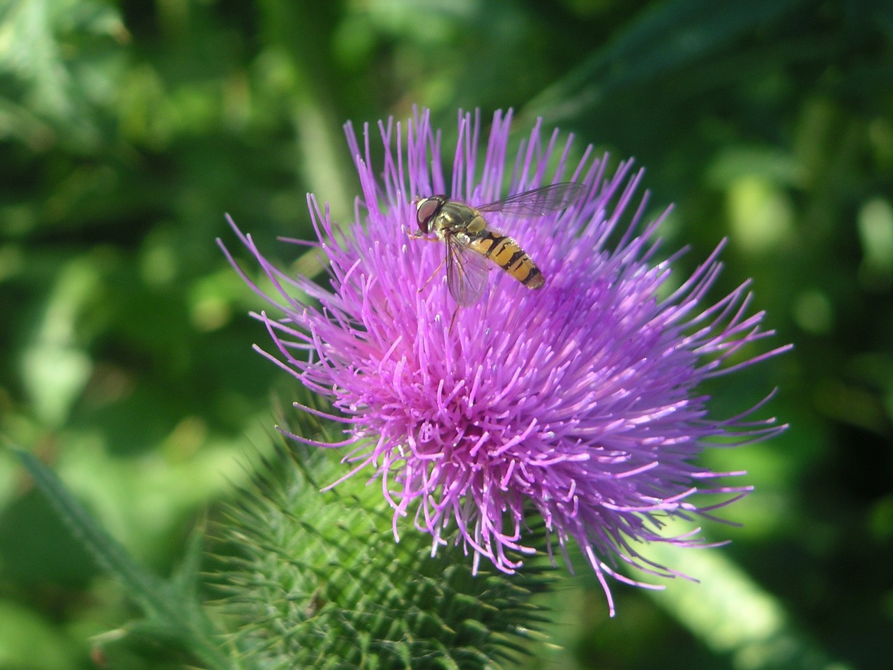 Drakonas, Drakoninės Gėlės, Uždaryti, Violetinė, Vabzdys, Isp, Žiedas, Žydėti, Gamta, Vasara