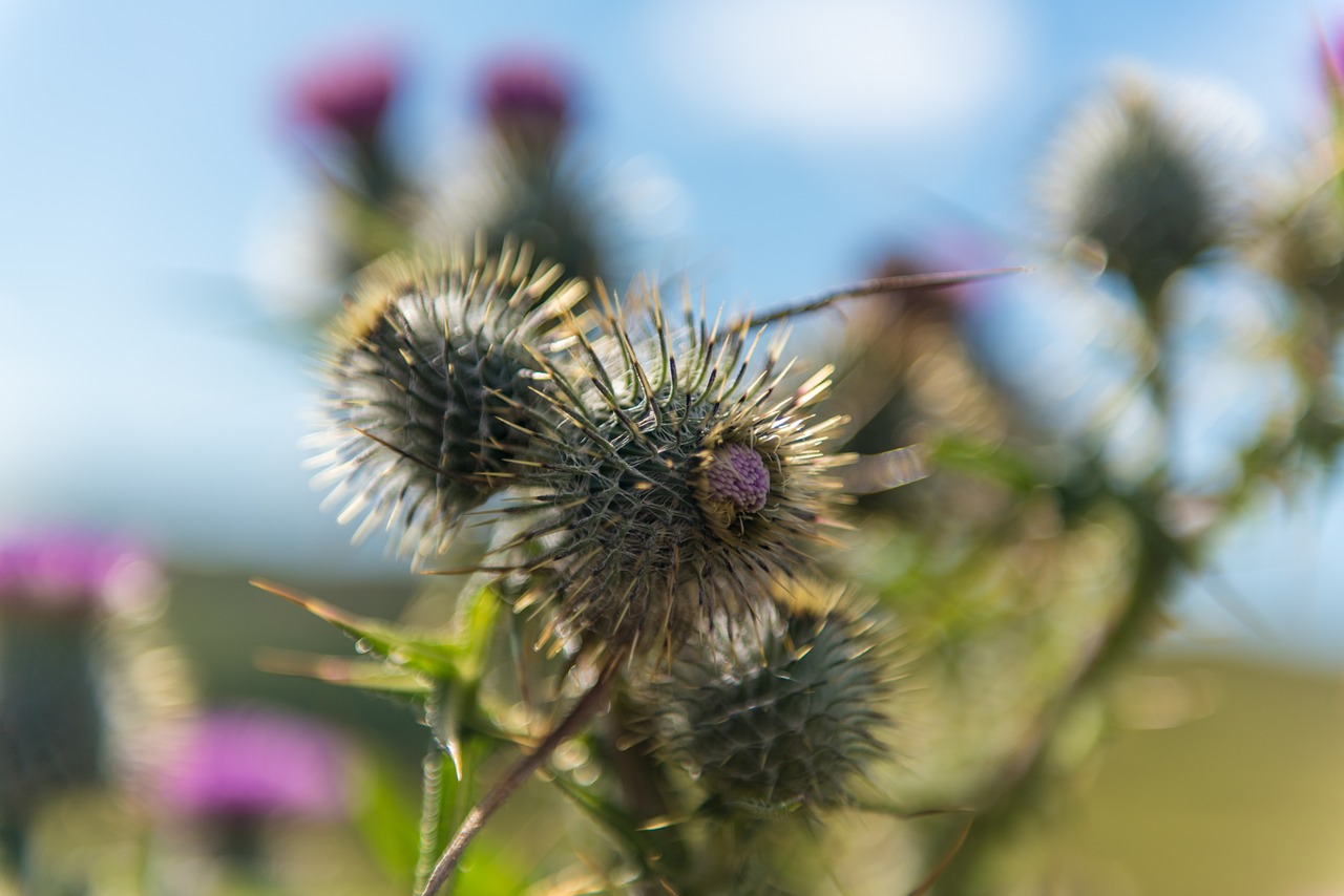 Drakonas, Mėlynas, Fonas, Augalas, Gamta, Erškėtis, Žiedas, Žydėti, Sodas, Flora