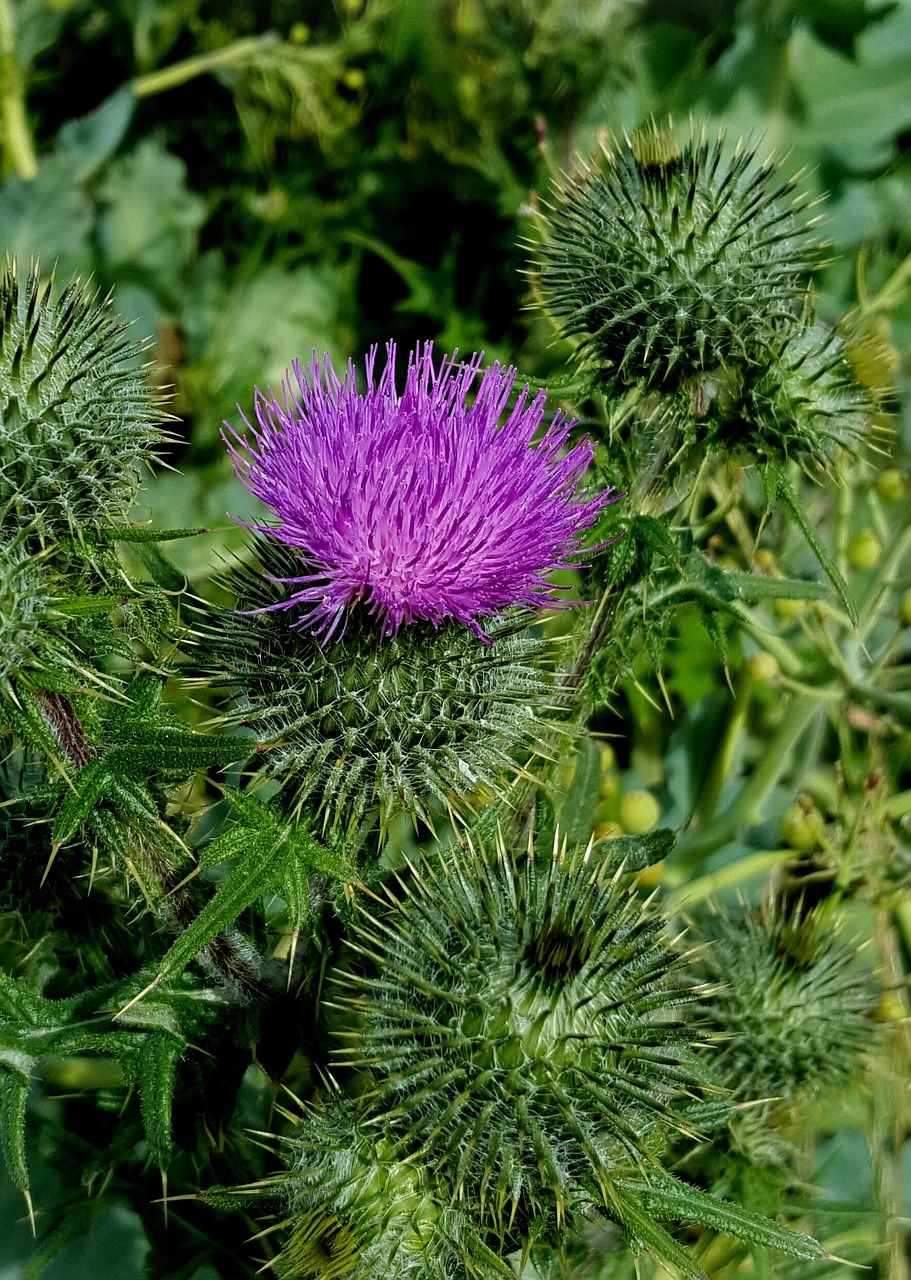 Drakonas, Vasara, Papludimys, Nemokamos Nuotraukos,  Nemokama Licenzija