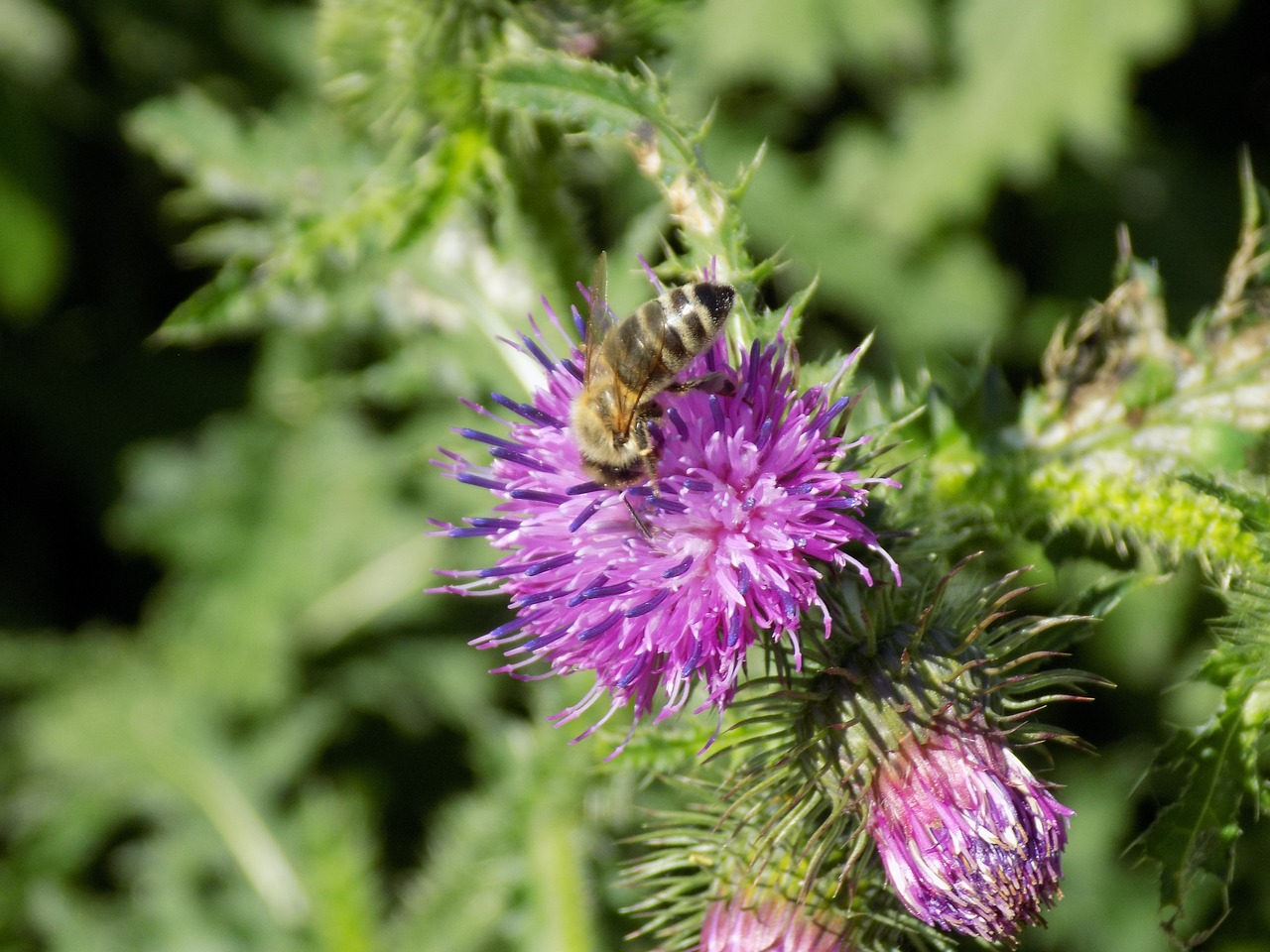 Drakonas, Violetinė, Gamta, Drakoninės Gėlės, Paskatinti, Bičių, Nemokamos Nuotraukos,  Nemokama Licenzija