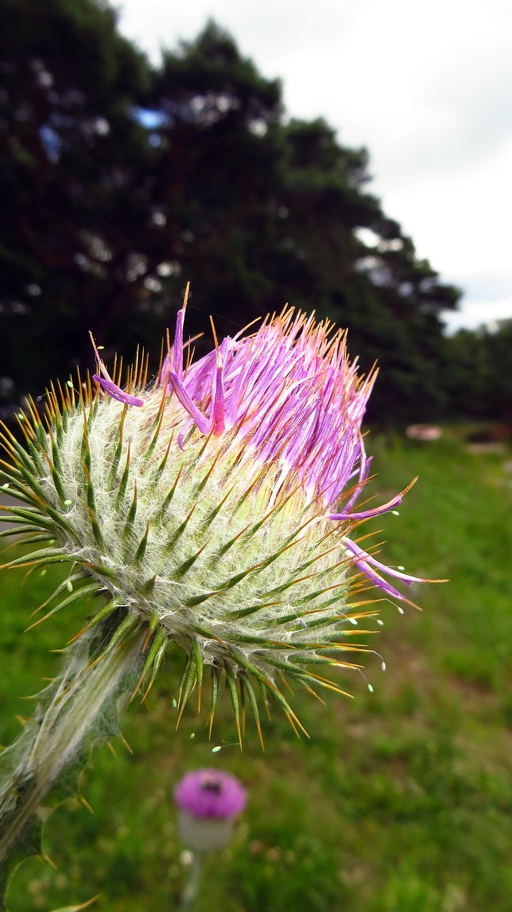 Drakonas, Augalas, Gėlė, Žiedas, Žydėti, Dygliuotas, Uždaryti, Flora, Gamta, Nemokamos Nuotraukos