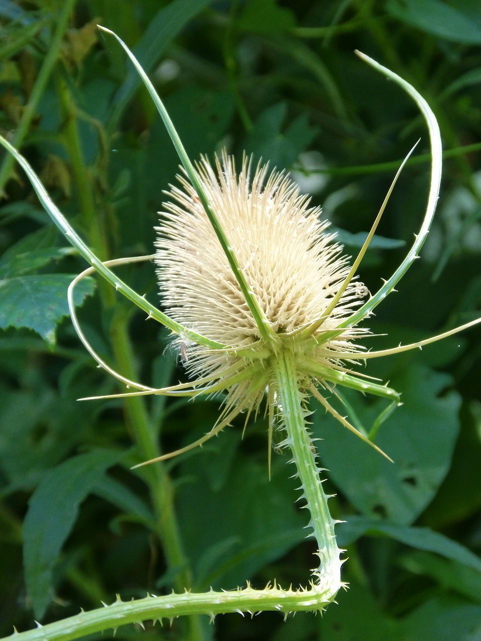 Drakonas, Dipsacus Fullonum, Džiovintas Augalas, Maudymosi Venezė, Carda, Odos Priežiūros Darbuotojų Drabužiai, Cardoncha, Dipsaco, Nemokamos Nuotraukos,  Nemokama Licenzija