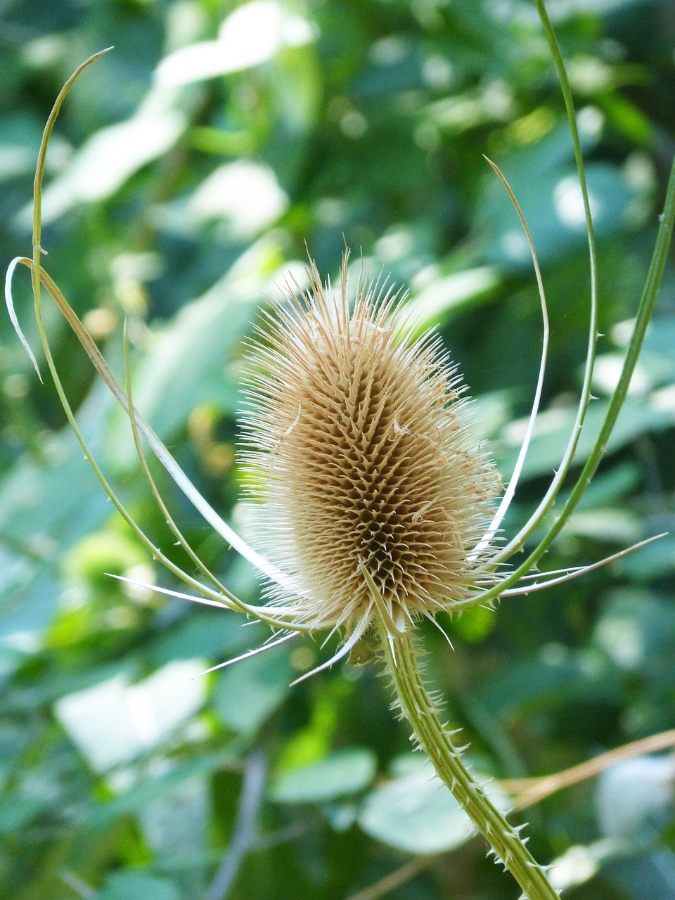 Drakonas, Dipsacus Fullonum, Džiovintas Augalas, Maudymosi Venezė, Carda, Odos Priežiūros Darbuotojų Drabužiai, Cardoncha, Dipsaco, Nemokamos Nuotraukos,  Nemokama Licenzija