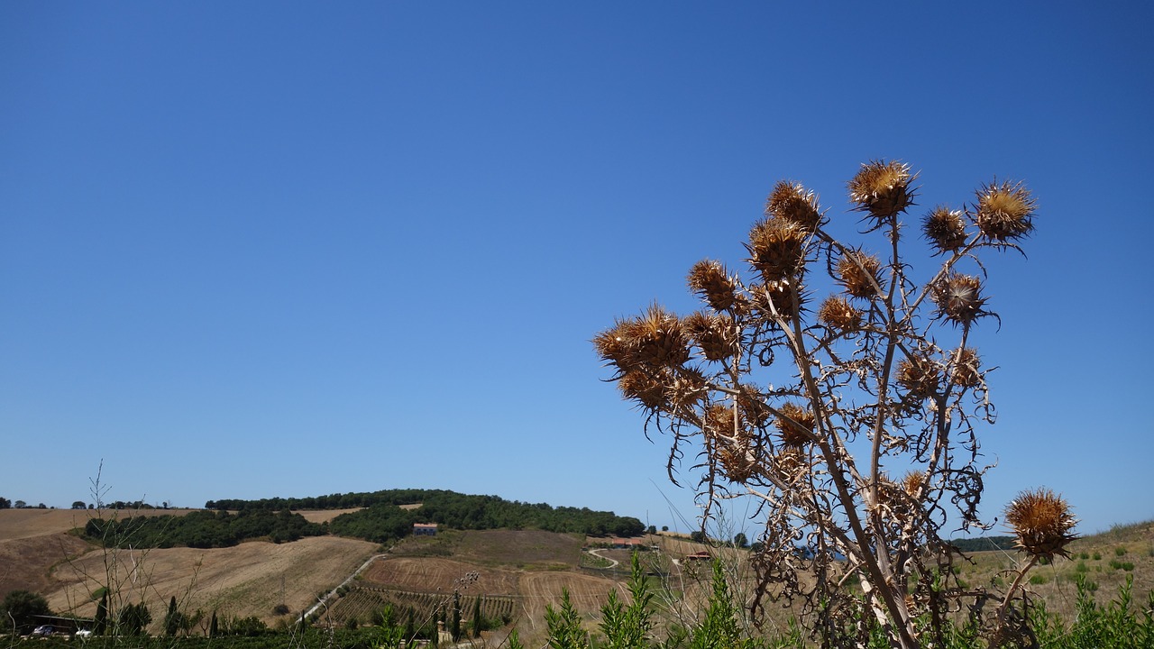 Drakonas, Sausas, Dangus, Dygliuotas, Pažymėtas, Šiluma, Vasara, Italy, Augalas, Gamta