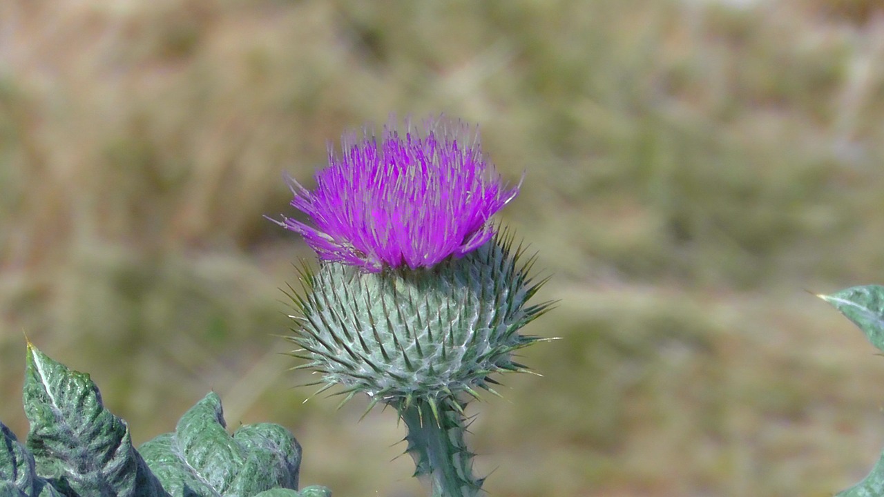 Drakonas, Augalas, Žydėti, Gamta, Gražus, Gėlė, Violetinė, Žiedas, Žydėti, Mėlynas