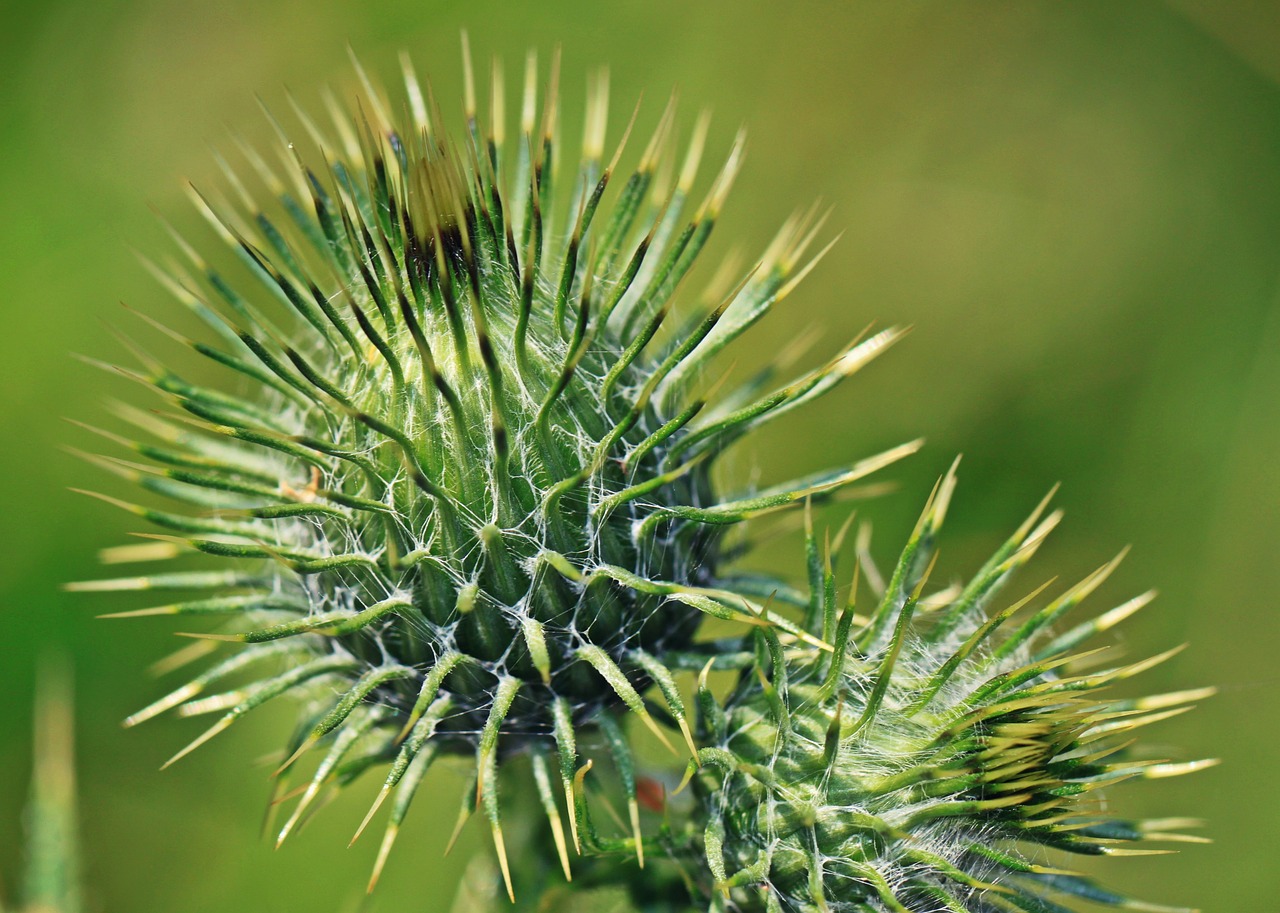 Drakonas, Žiedas, Žydėti, Augalas, Gamta, Gėlė, Makro, Drakoninės Gėlės, Dygliuotas, Erškėčių