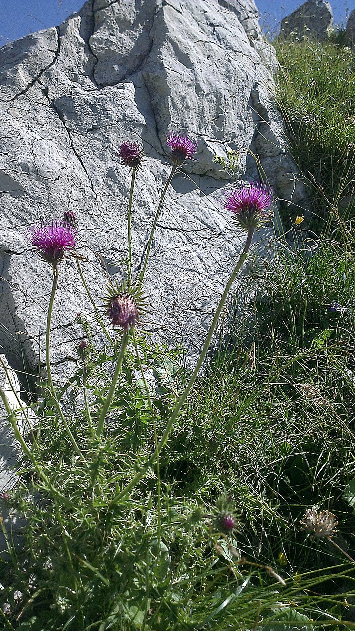 Drakonas, Drebulės, Mariendisteln, Silibusas, Silybum Marianum, Pomidoras, Dygliuotas, Rokas, Gamta, Nemokamos Nuotraukos