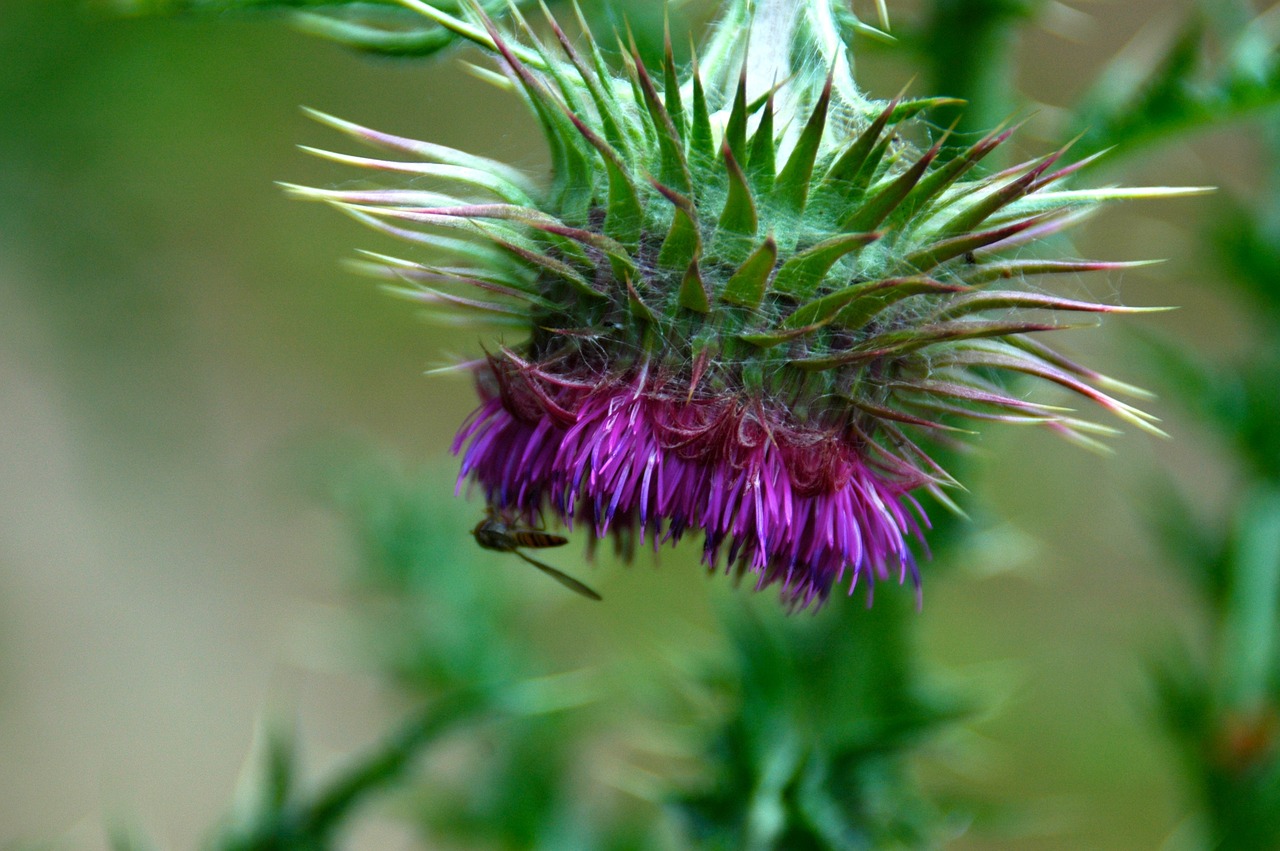 Drakonas, Žiedas, Žydėti, Gėlė, Violetinė, Augalas, Makro, Gamta, Violetinė, Sodo Ramentas