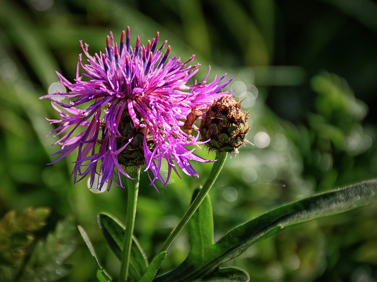 Drakonas, Uždaryti, Žiedas, Žydėti, Augalas, Gamta, Gėlė, Žalias, Violetinė, Laukinė Gėlė