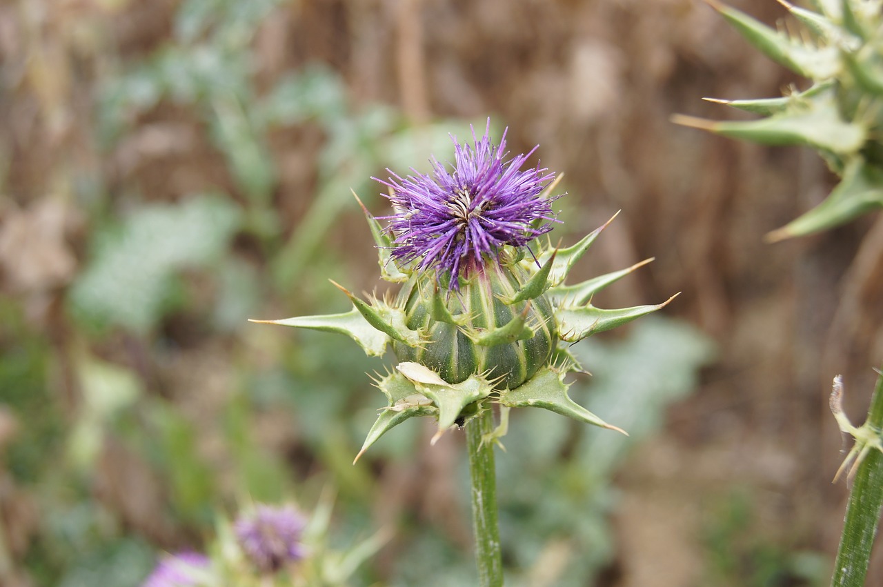 Drakonas, Gėlė, Pieva, Violetinė, Violetinė, Augalas, Nemokamos Nuotraukos,  Nemokama Licenzija