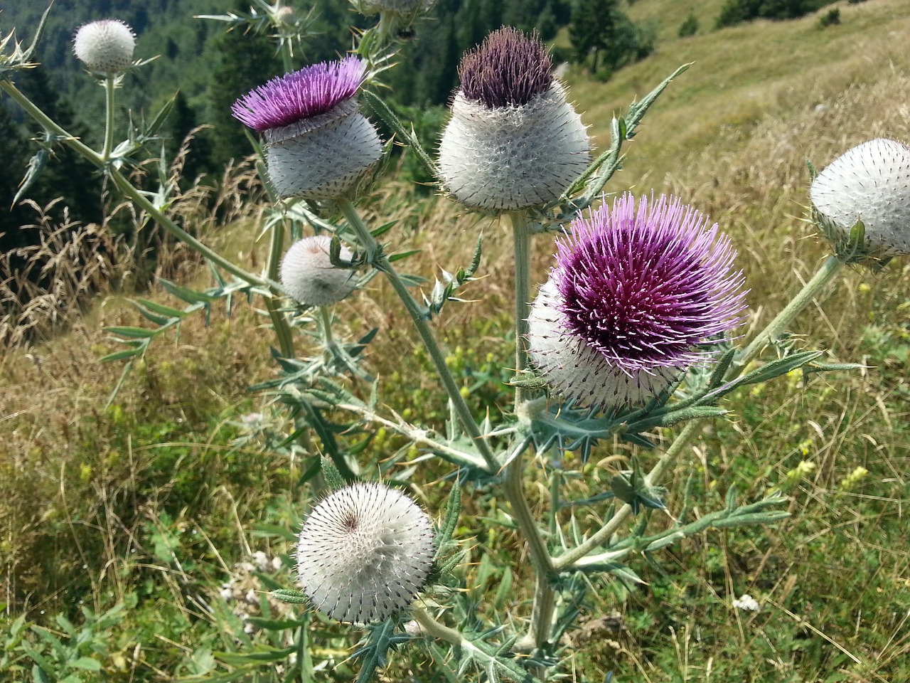 Drakonas, Gėlė, Žydėti, Pomidoras, Žiedas, Wildflower, Nemokamos Nuotraukos,  Nemokama Licenzija