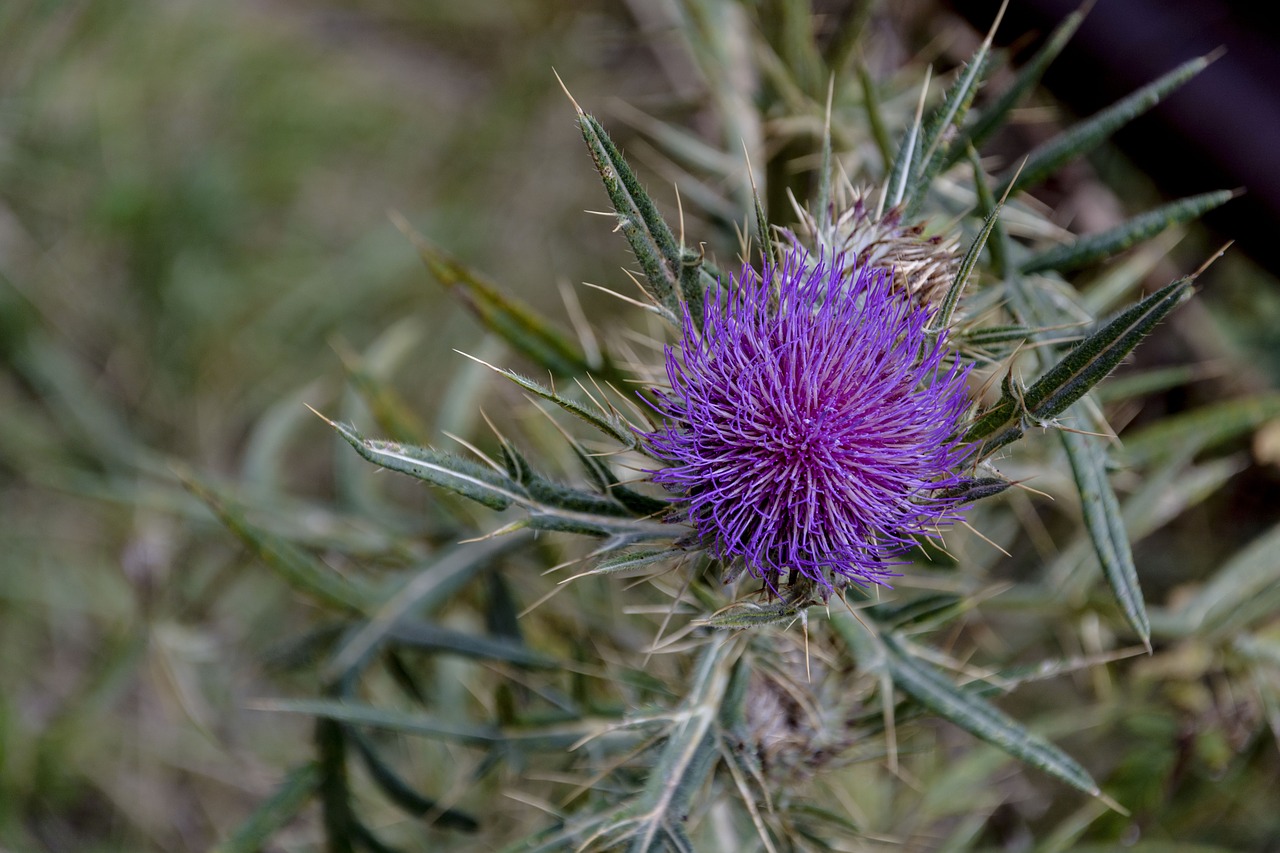 Drakonas, Gamta, Dygliuotas, Violetinė, Augalas, Suplyšusi, Aštrus, Gėlė, Makro, Nemokamos Nuotraukos