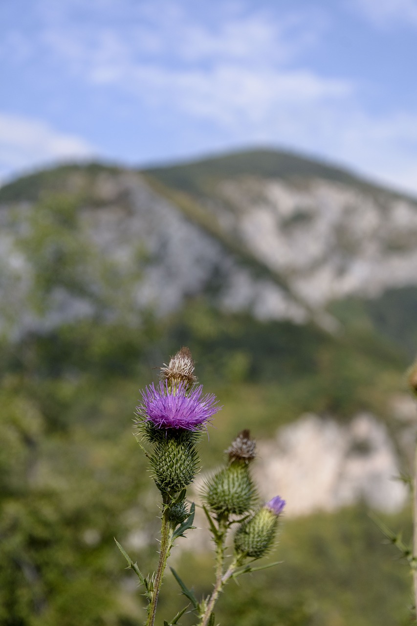 Drakonas, Gamta, Dygliuotas, Violetinė, Augalas, Suplyšusi, Aštrus, Kalnas, Žiedas, Flora