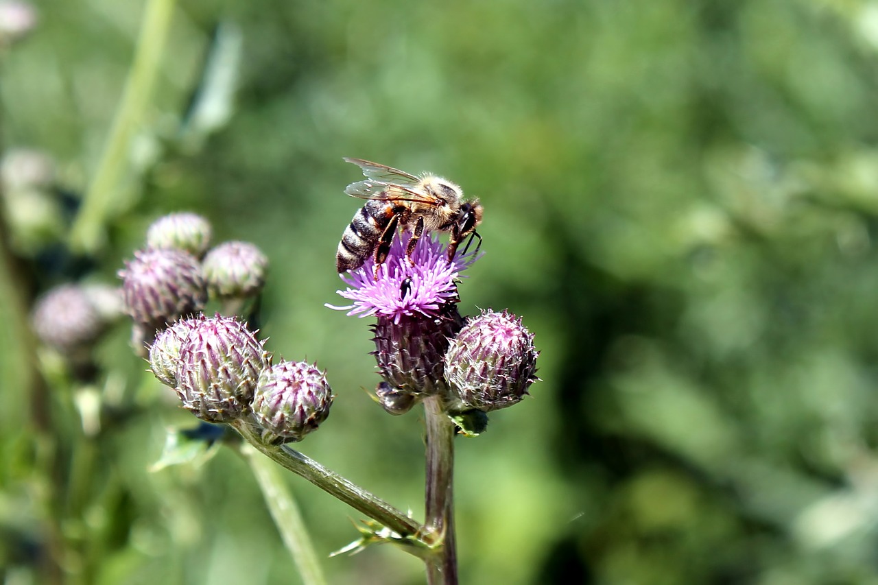 Drakonas, Gėlės, Bičių, Vabzdys, Laukinė Gėlė, Nemokamos Nuotraukos,  Nemokama Licenzija