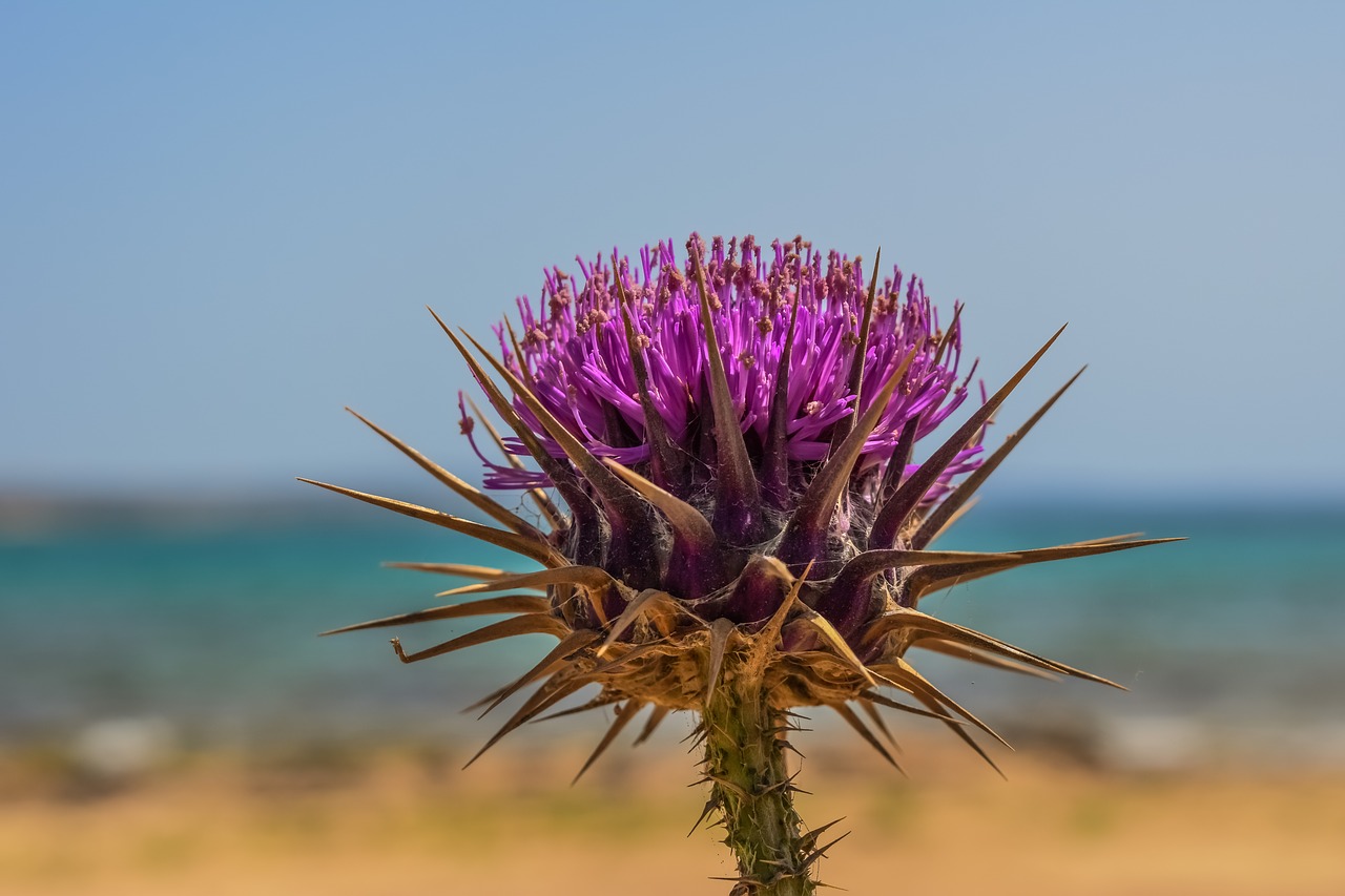 Drakonas, Gėlė, Augalas, Gamta, Piktžolių, Violetinė, Žiedas, Žydėti, Wildflower, Spalvinga