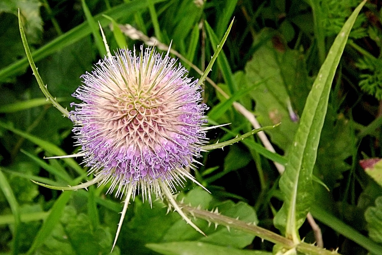 Drakonas, Violetinė, Purpurinė Gėlė, Gėlė, Žydėti, Gamta, Nemokamos Nuotraukos,  Nemokama Licenzija