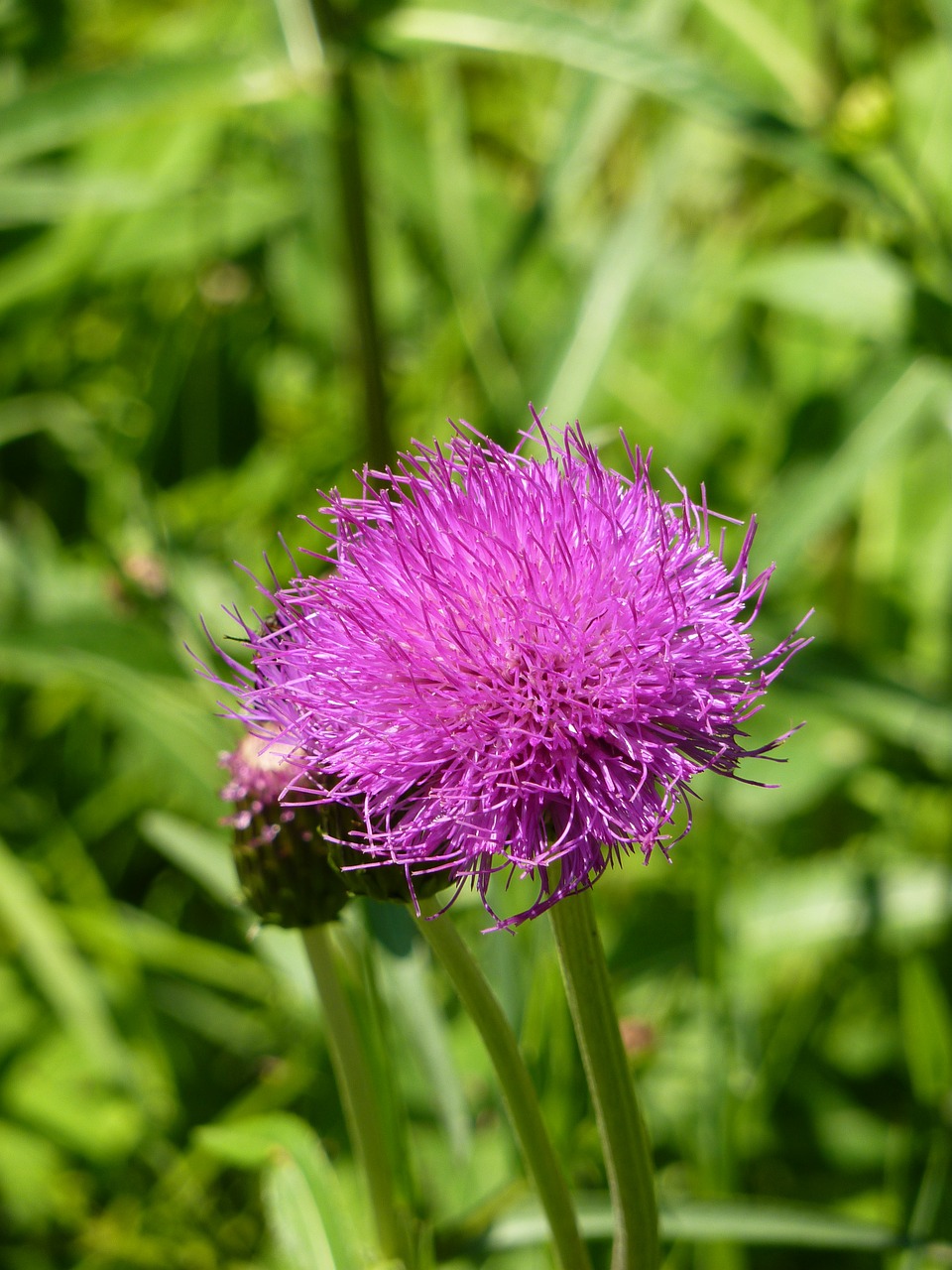 Drakonas, Cirsium Vulgare, Violetinė, Violetinė, Gėlė, Žiedas, Žydėti, Pieva, Nemokamos Nuotraukos,  Nemokama Licenzija