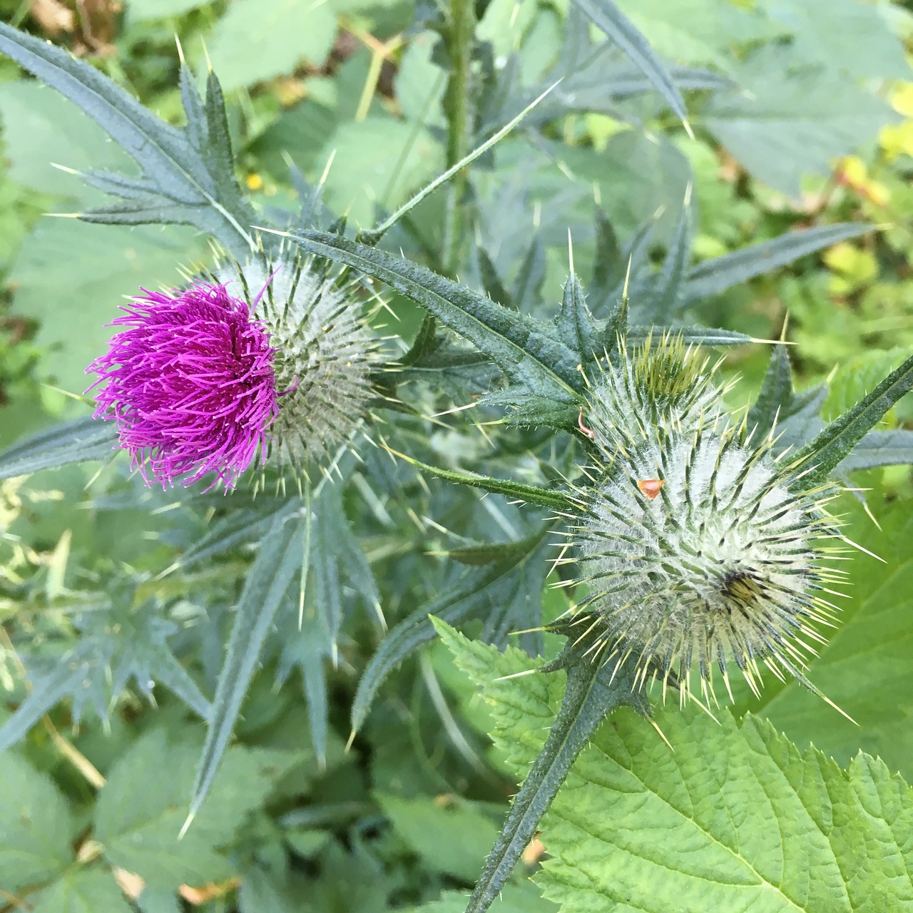 Drakonas, Sodas, Dygliuotas, Gėlė, Augalas, Gamta, Žalias, Flora, Vasara, Natūralus