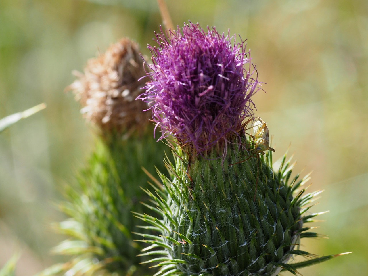 Drakonas, Lapai, Gamta, Flora, Žiedas, Žydėti, Uždaryti, Augalas, Apdaila, Laukiniai