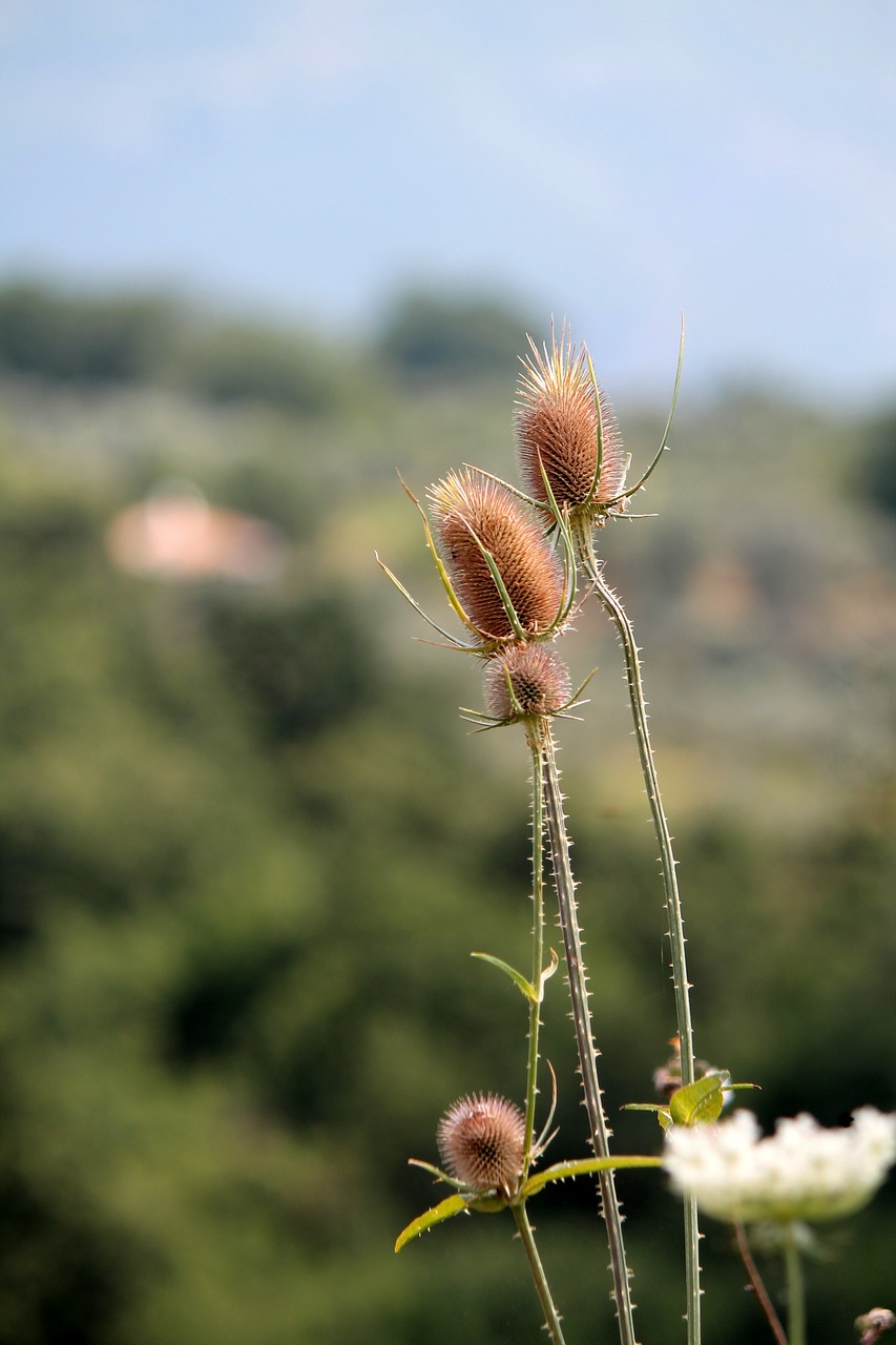 Drakonas, Gėlė, Gamta, Žalias, Nemokamos Nuotraukos,  Nemokama Licenzija