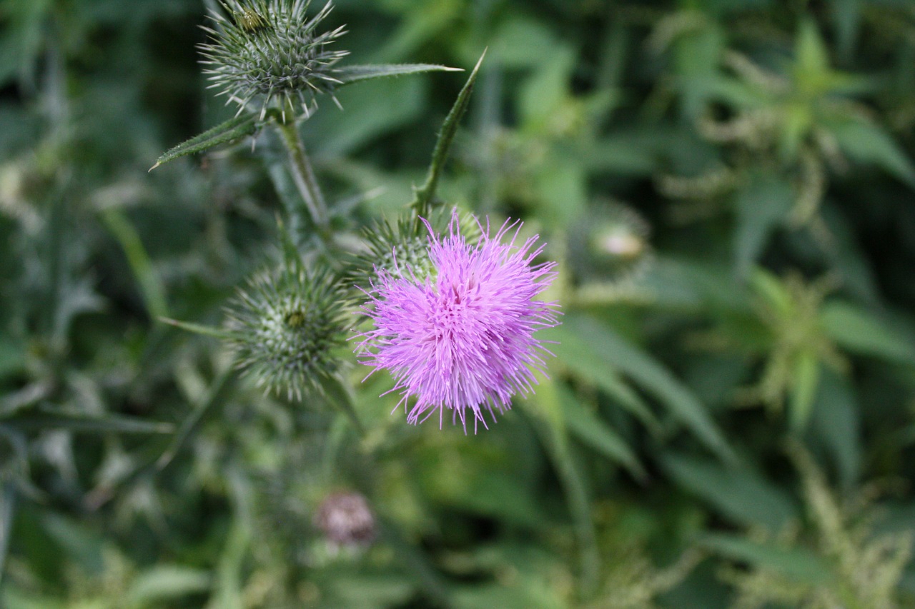 Drakonas, Violetinė, Gėlė, Makro, Flora, Vasara, Nemokamos Nuotraukos,  Nemokama Licenzija