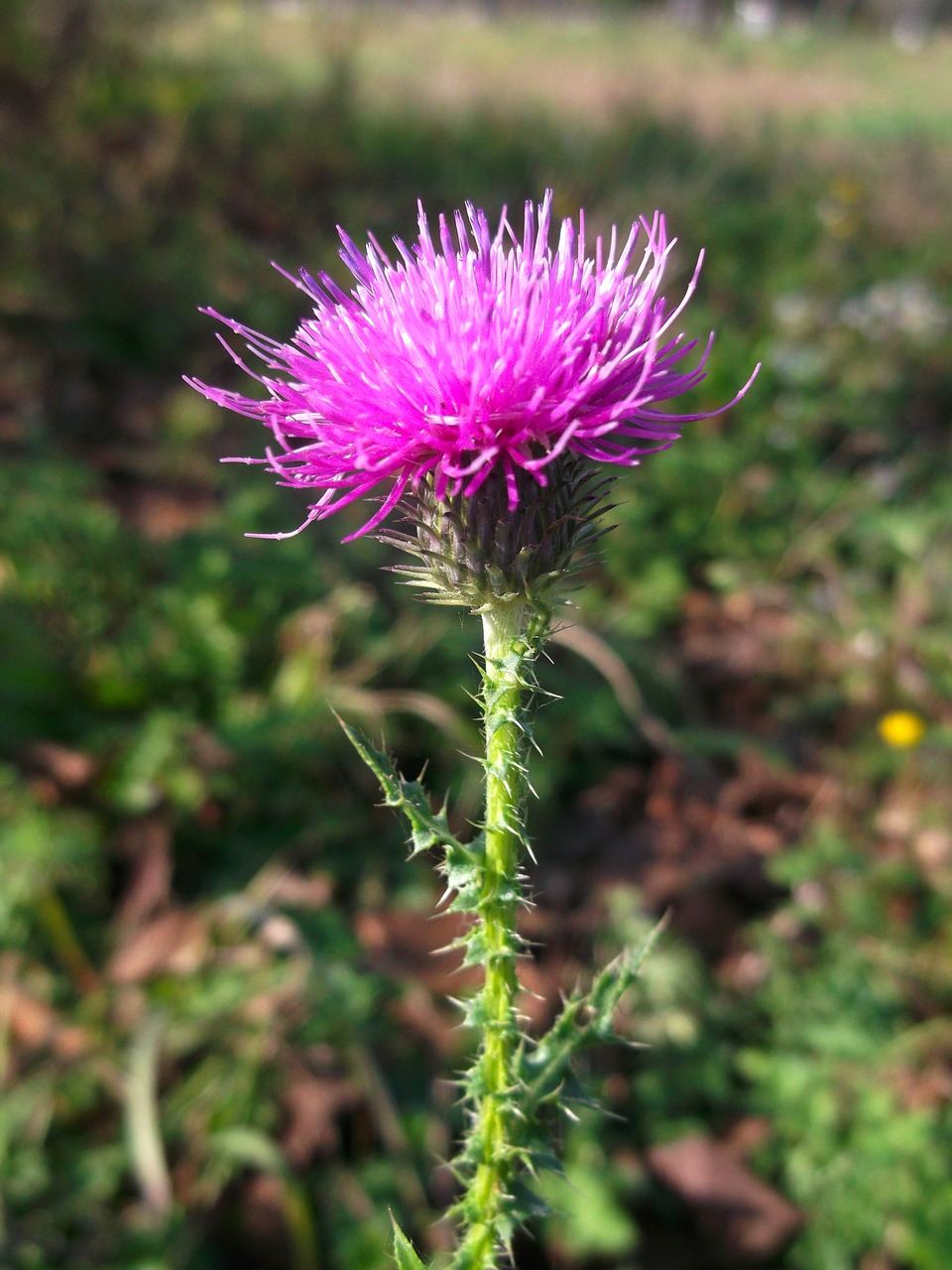 Drakonas, Laukiniai, Augalas, Gėlė, Žydėti, Wildflower, Rožinis, Nemokamos Nuotraukos,  Nemokama Licenzija