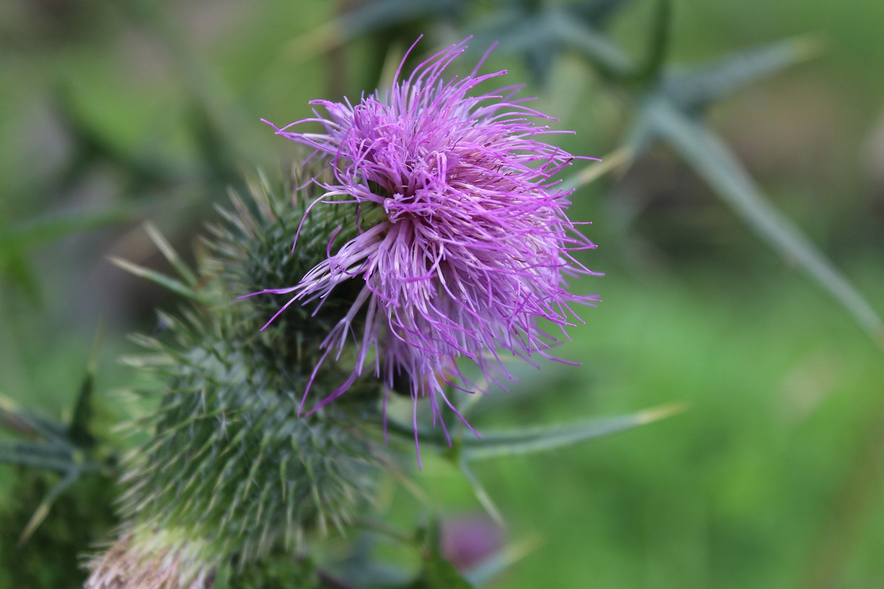 Drakonas, Augalas, Gamta, Piktžolių, Pieva, Flora, Vasara, Nemokamos Nuotraukos,  Nemokama Licenzija