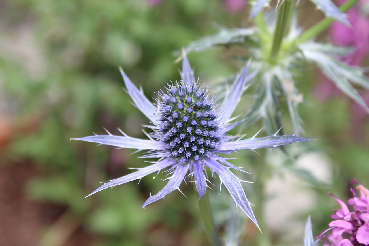 Drakonas, Šikšnosparniai Gėlių, Gėlė, Flora, Natūralus, Smailas, Erškėtis, Gamta, Žiedas, Wildflower