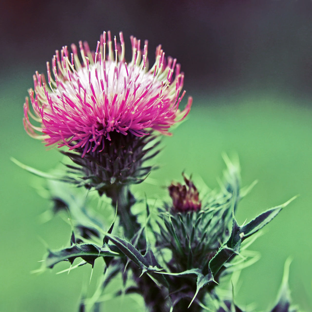 Drakonas, Wildflower, Augalas, Žalias, Žiedas, Natūralus, Lapai, Pieva, Botanikos, Žiedlapis