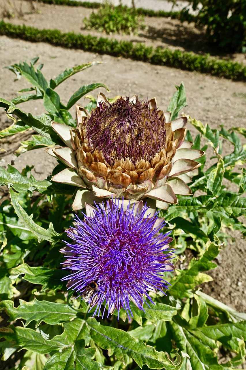 Thistle,  Gėlė,  Floros,  Pobūdį,  Sodas,  Vasara,  Žiedas,  Botanika,  Botanikos, Nemokamos Nuotraukos