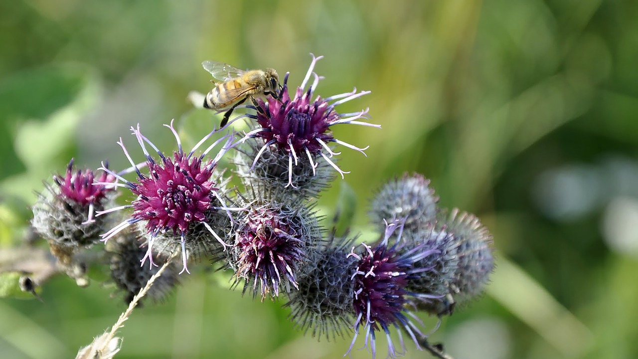 Thistle,  Bičių,  Meadow,  Vasara,  Augalų,  Piktžolių,  Pobūdį,  Lapai,  Gėlė,  Augmenija