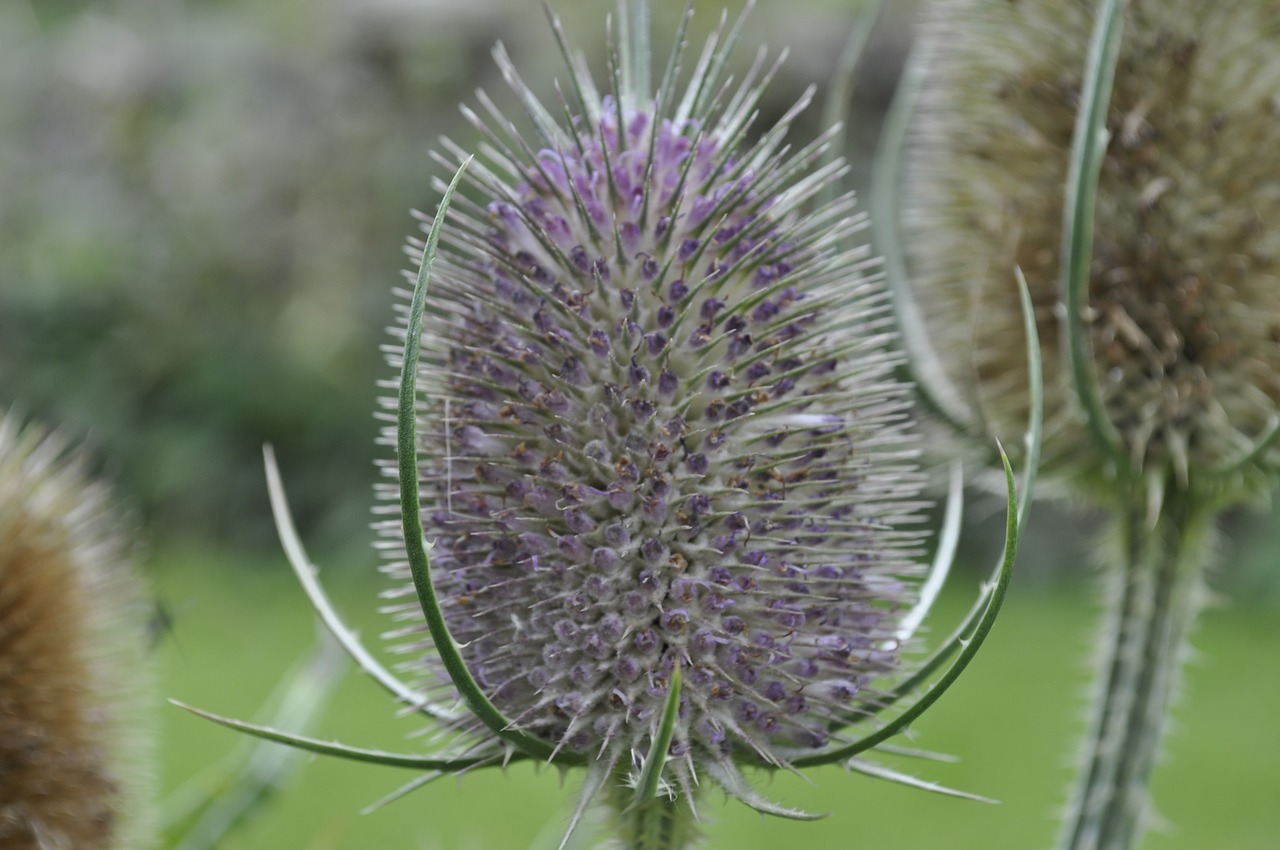 Thistle,  Anglija,  Škotija,  Gėlė,  Pobūdį,  Vasara,  Uk,  Rožinis,  Violetinė,  Sėklos