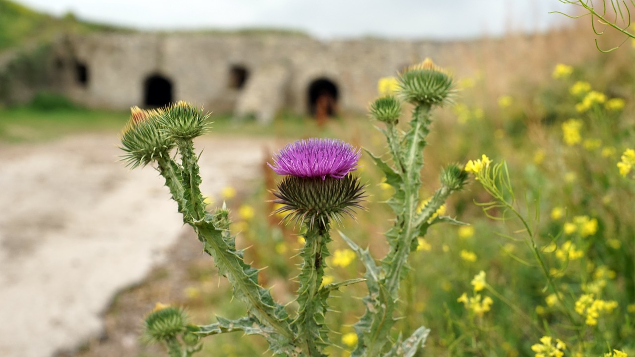 Thistle,  Gėlė,  Pilis Sienos,  Iš Arti,  Augalų,  Gėlės,  Pobūdį,  Pieva Gėlės,  Augalai,  Gėlės Srityje